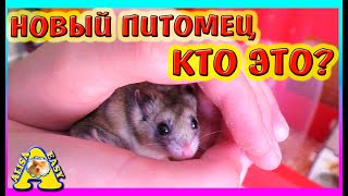 НОВЫЙ ПИТОМЕЦ / ИСТОРИЯ СПАСЕНИЯ / КОГО МЫ ЗАВЕЛИ? / ХОМКИ ИЛИ НЕТ? / Alisa Easy Pets