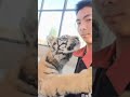 Pet tiger cub ♥♥
