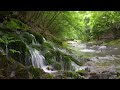 Babbling Brook Birds Chirping Forest Sounds Reduces Stress Babbling Brook Birds Chirping Forest Sounds Reduces Stress