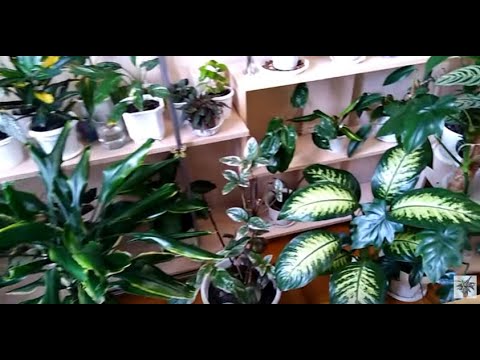 Комнатные цветы .