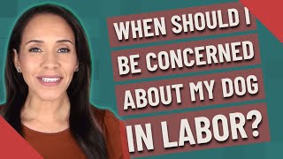When should I be concerned about my dog in labor