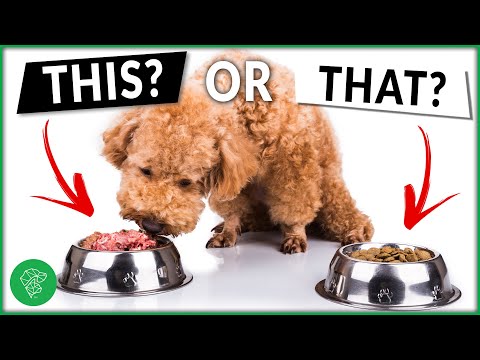 Which Type of Meat Is Best For Dogs? Ask A Veterinarian