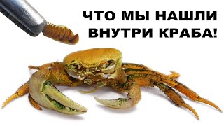 видео: ЧТО ВНУТРИ КРАБА. Радужный краб полинял. Как происходит линька краба. картинка: ЧТО ВНУТРИ КРАБА. Радужный краб полинял. Как происходит линька краба.