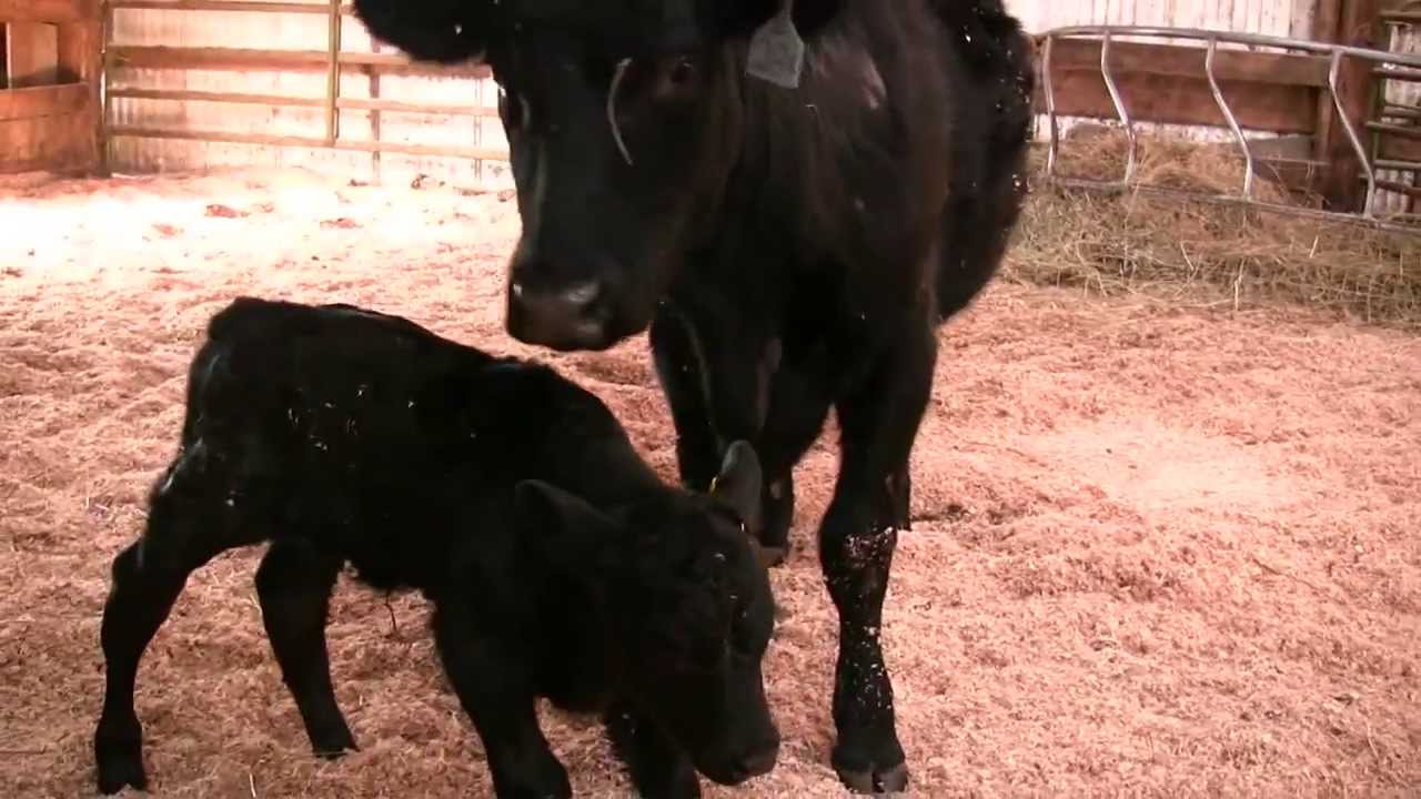 homestead farm life