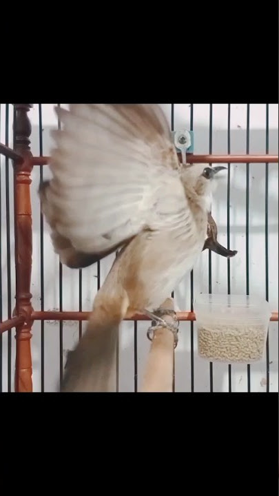 Download lagu trucuk garuda