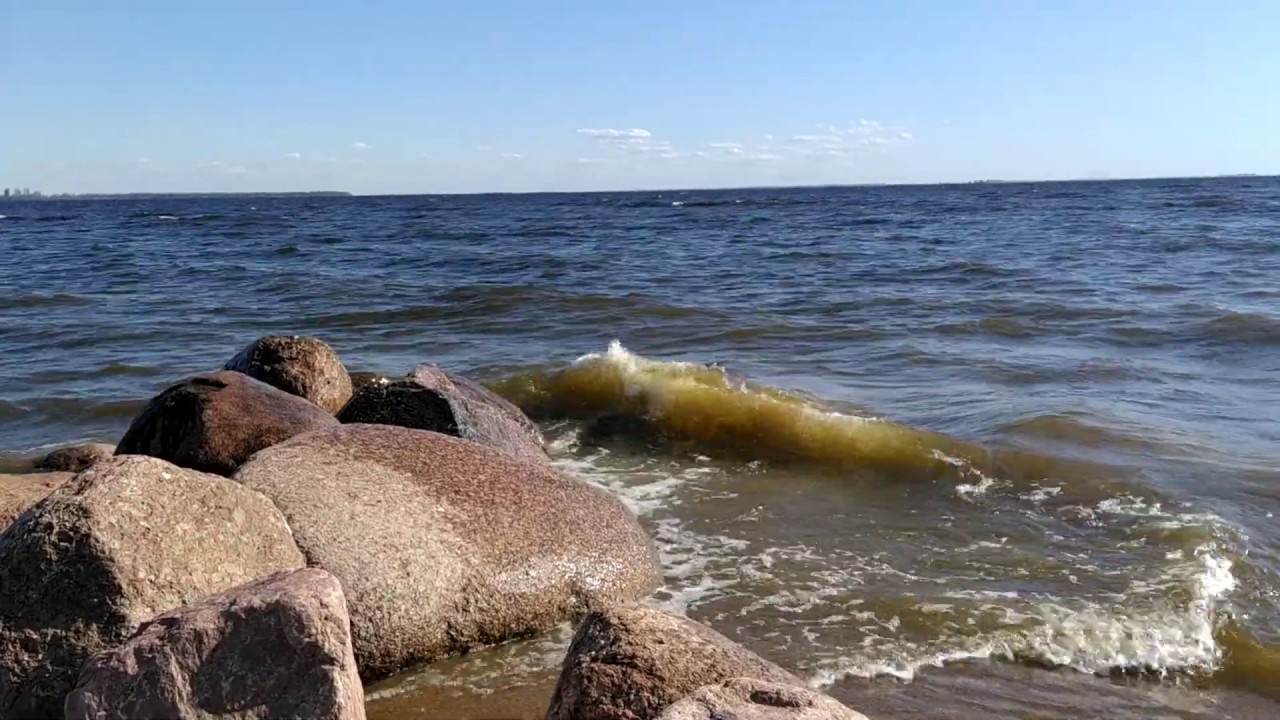 Финский залив соленая вода. Репино финский залив. Берег финского залива Репино. Репино Ленинское финский залив. Финский залив соленый.