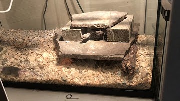 Western Diamond Back/Crotalus Atrox Live Feeding video!!! Viewers discretion advised
