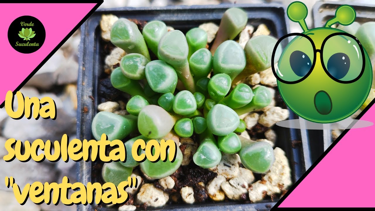 Cómo cuidar y propagar la Fenestraria rhopalophylla.