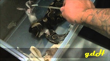 Feeding some ball pythons. (EPIC Slow Mo