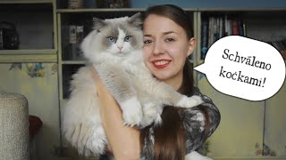 Čím krmit kočku | Velká recenze kapsiček a konzerv