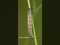 Spodoptera litura (Common cutworm)