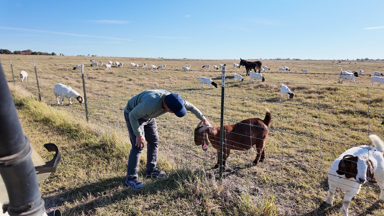 Goats, Cows and Butterflies in October 2025