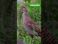 Francolin Call #shorts #short #shortvideo #viral #viralvideo #viralshorts #birds #wildlife