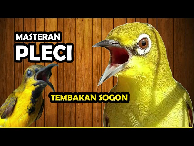 Masteran Pleci Sejalur Tembakan Sogon class=