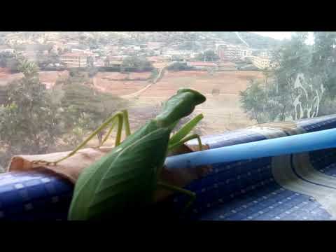 18cm praying mantis