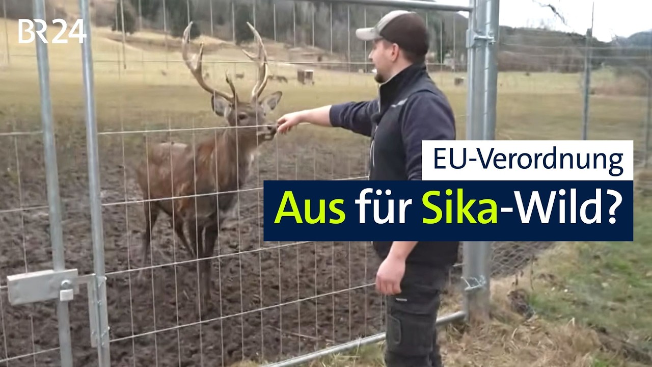 Wildhalter aufgebracht: Laut EU darf bald kein Sika-Wild mehr gehalten werden | Abendschau | BR24