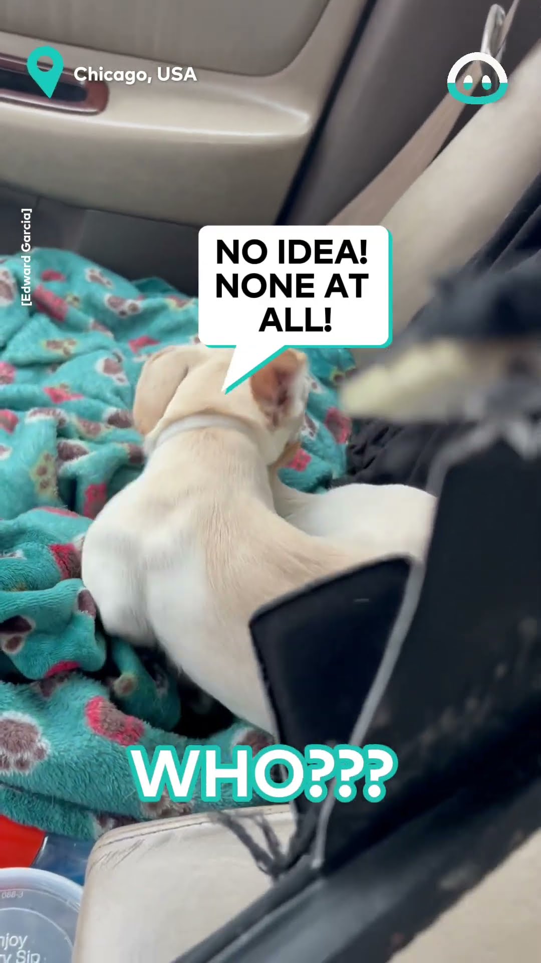 Guilty Pup Hides From Owner || ViralHog