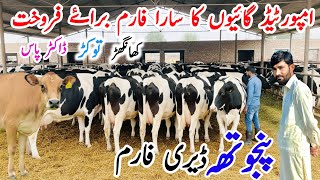 Punjotha Dairy Farm | Imported Jersey &amp; Pregnant Cows For Sale | Doctor Pass Khangerh Cows ✅