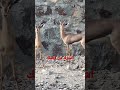 غزال الدماني غزال الدماني