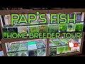 Amazing fishroom tour! Pap's Fish [fish breeders 2020]