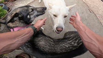 Wanna run around my pool with me and my dogs? | Nerding out with GoPro and ND filters