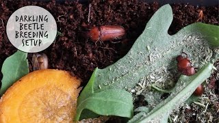 New Mealworm Beetle Breeding Setup!
