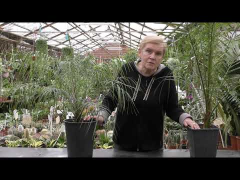 Video: Datľová Palma (Phoenix), Pestovanie V Zimných Záhradách A Lodžiách