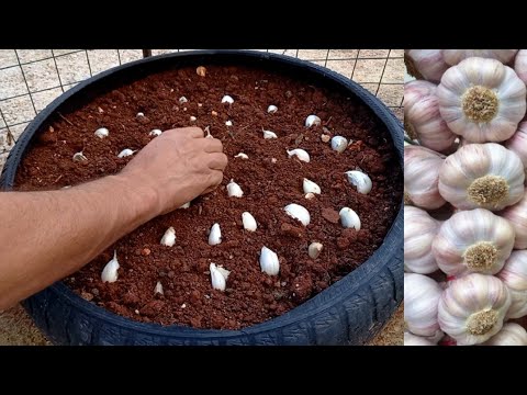 فيديو: أصناف الثوم للمنطقة 7: نصائح حول زراعة نباتات الثوم في المنطقة 7