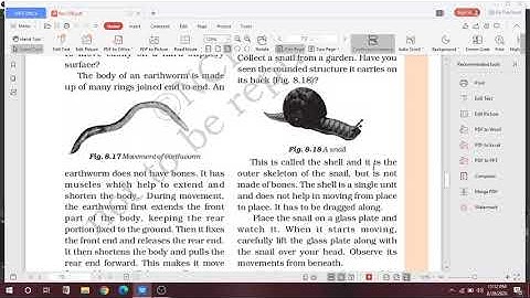 Class 6, NCERT, Gait of Animals