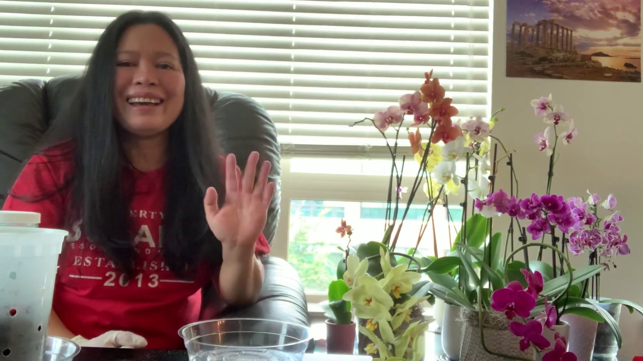 Repotting an Orchids 