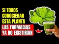12 BENEFICIOS del NOPAL que las FARMACIAS no quieren que SEPAS