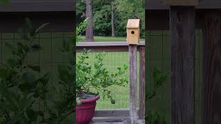 Bluebird Baby Leaves The Nest