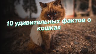 10 удивительных фактов о кошках