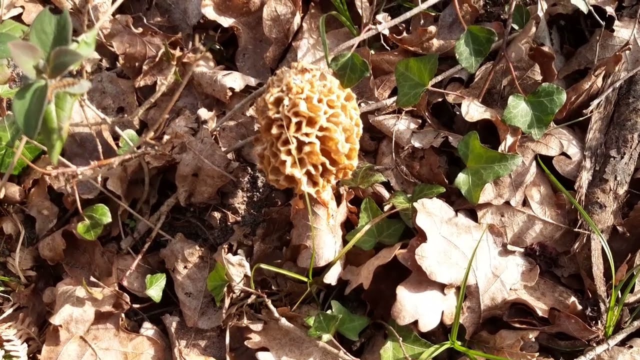 palombe.org - Les premières morilles de la saison