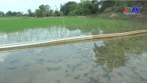 Chuột cắn phá lúa gây khó khăn cho nông dân.