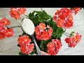 1 ложка в герань осенью и даже чахлый цветок вмиг зацветет!
