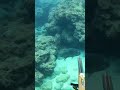 限られた人にしかできない釣り以外でロウニンアジを捕獲する方法【GT 】