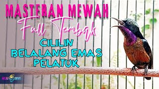 MASTERAN KONIN GACOR ISIAN CILILIN, BELALANG EMAS, PELATUK - KONIN FULL TEMBAK