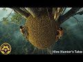 Giant Wild Honey Hunt Discovering And Harvesting Wild Honey At Dangerous Heights 