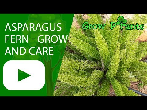 Asparagus fern - grow and care