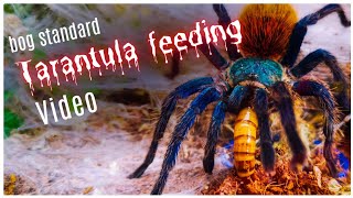 Tarantula Feeding Video by robbies talking ts 539 views 8 months ago 8 minutes, 5 seconds