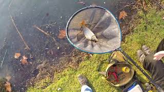 Autumn is here, and the fishing is slowing down#pondfishing#carp#redfin