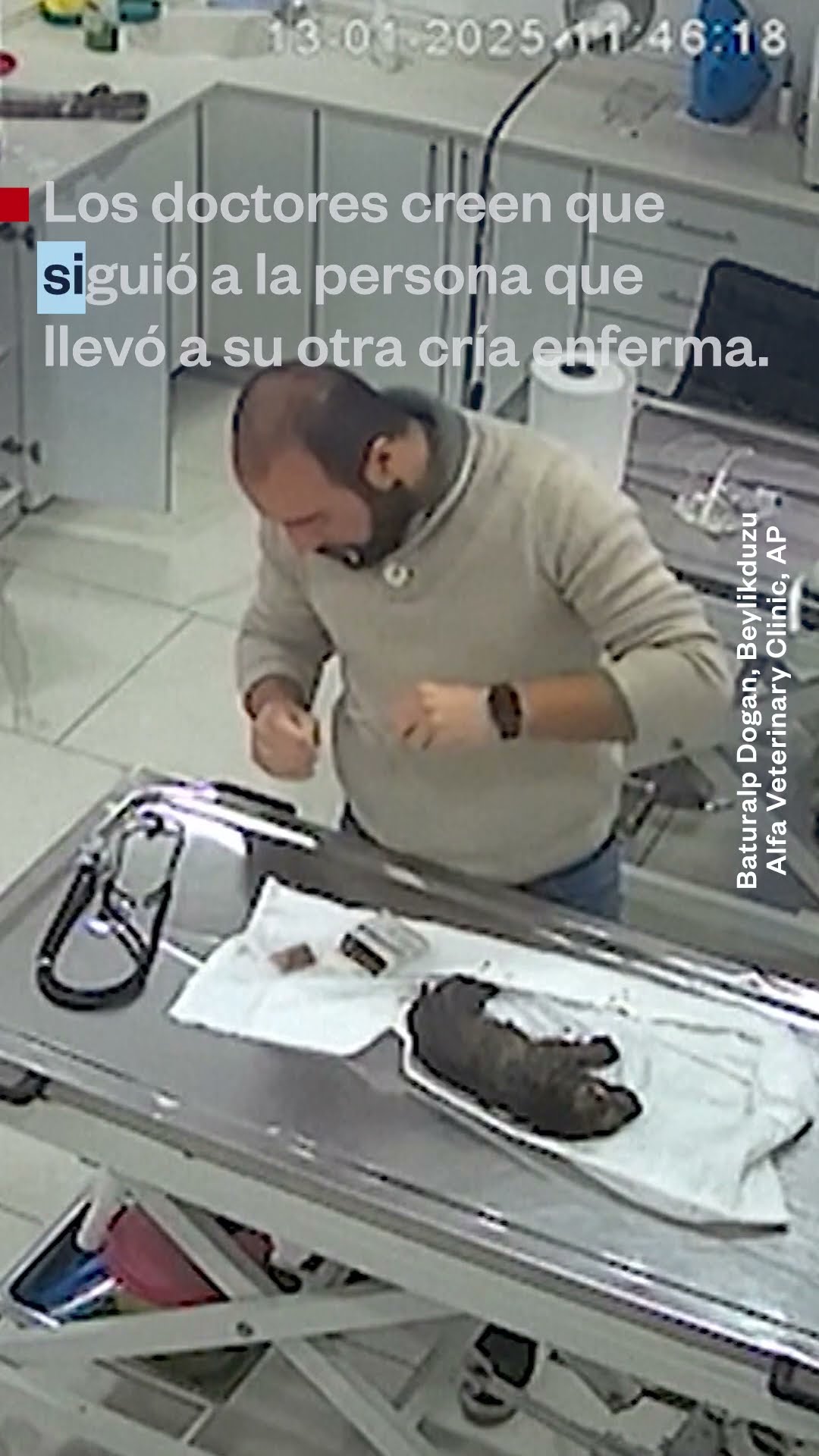Cachorro en clínica de Estambul sorprende a los veterinarios | Noticias Telemundo