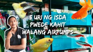 Beginners Guide: 5 uri ng isda pwede kahit walang airpumps!