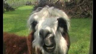 Download Lagu LAMA! MP3 Download Lagu LAMA! MP3