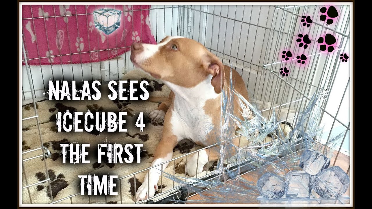 Puppy sees Ice Cube for the first time YouTube