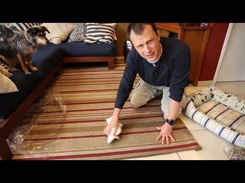 Vídeo: O melhor método de treinamento para impedir que um cachorro animado faça xixi na casa