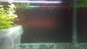 My Zebra Danio fry 4 days old