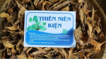 Thiên Niên Kiện Khô - Tốt Cho Người Đau Nhức Xương Khớp
