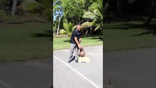 Teaching Pitbull to come to heel position #pitbull #cute #dog #dogoftheday #dogs #dogsofinstagram